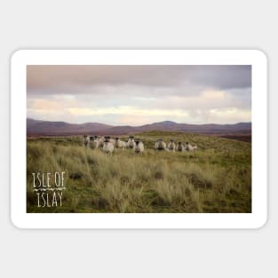 Scottish sheep on the Isle of Islay print design Sticker